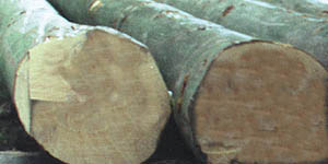 Baumstämme